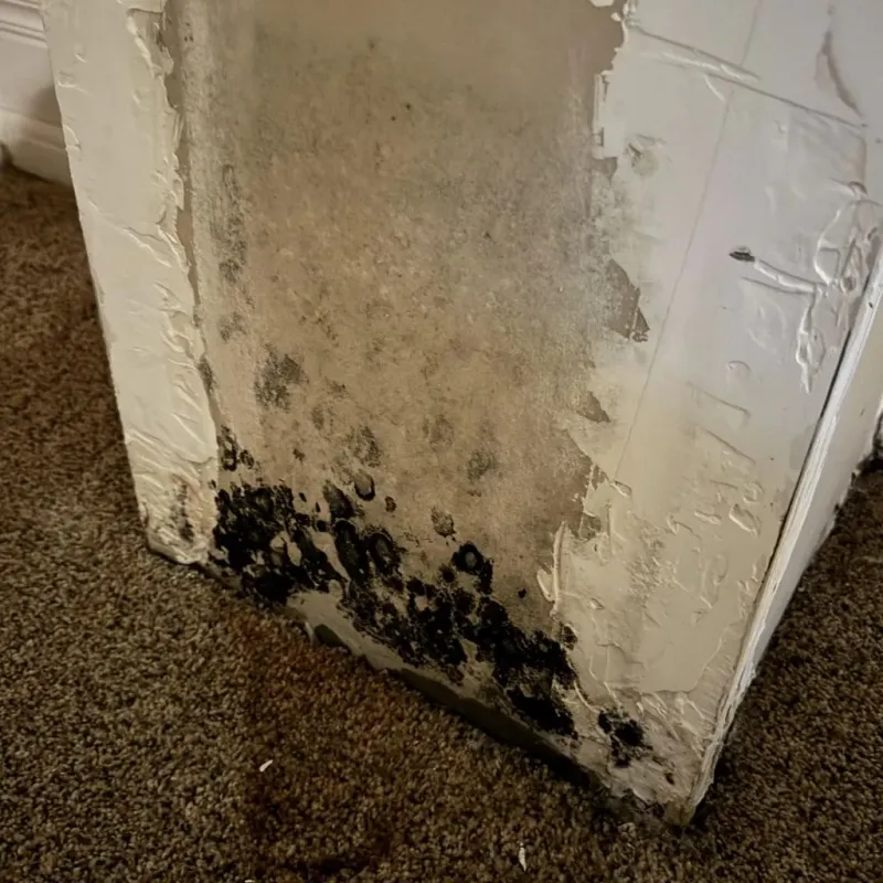 Professional Mold Removal in Palm Desert, CA